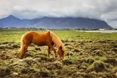 Iceland horse