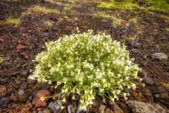 Iceland flower