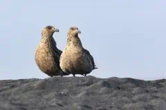 Iceland birds