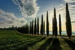 Tuscany trees