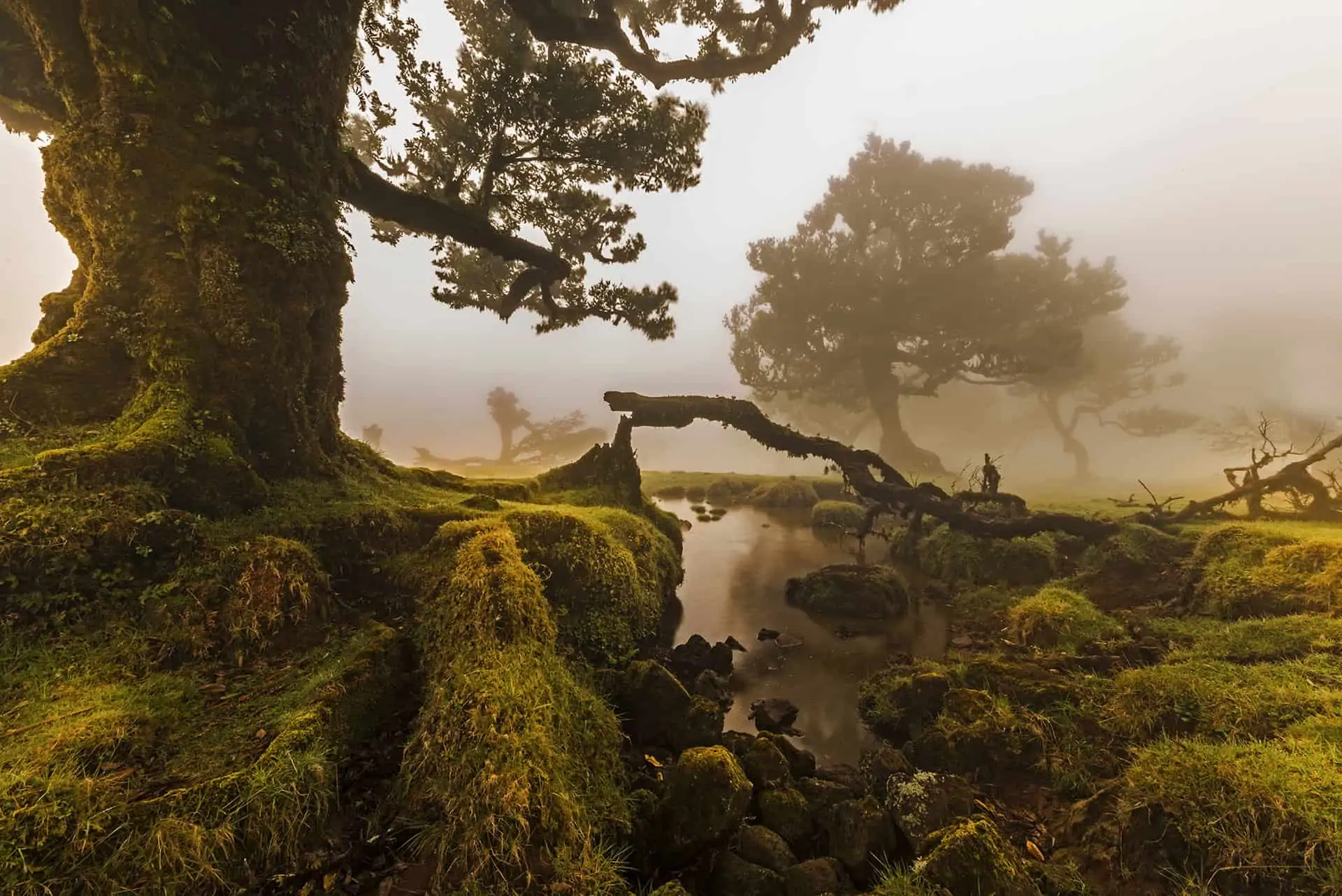 Madeira fotótúra