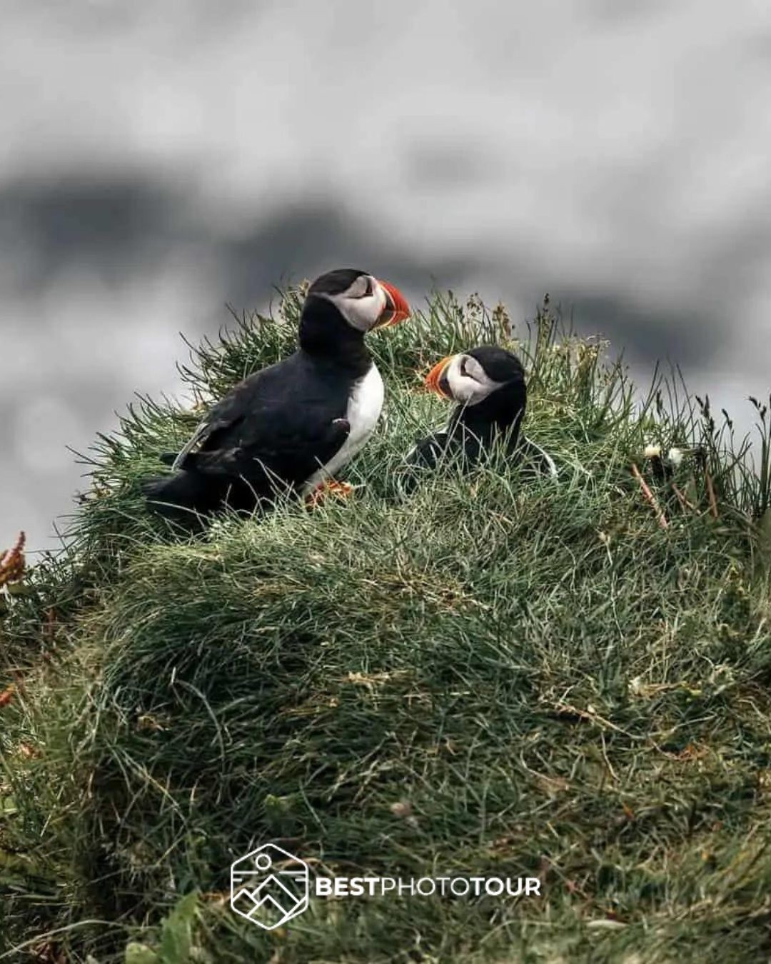 Habár Puffinokat, vagyis Lundákat összesen 5 helyen találsz a világban, mégis leginkább Izlandon jellemzőek. 

Az izlandi póni mellett, a kis tarka szárnyas a legismertebb izlandi állat. Bájos, parányi és ritka kis madár. 

Csodálatos élmény élőben is megpillantani ezeket a gyönyörű állatokat.
.
.
.
.
#bestphototour #fototura #photographytour #photographer #iceland #utazzvelünk #fotózzvelünk #jég #ice #fire #tűz #waterfall #magyarfotosok #landscapephotography #lunda